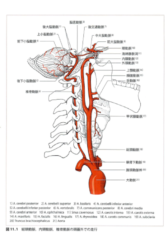 内頸椎骨動脈.png