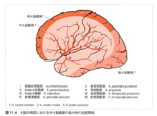 中大脳動脈の枝.png
