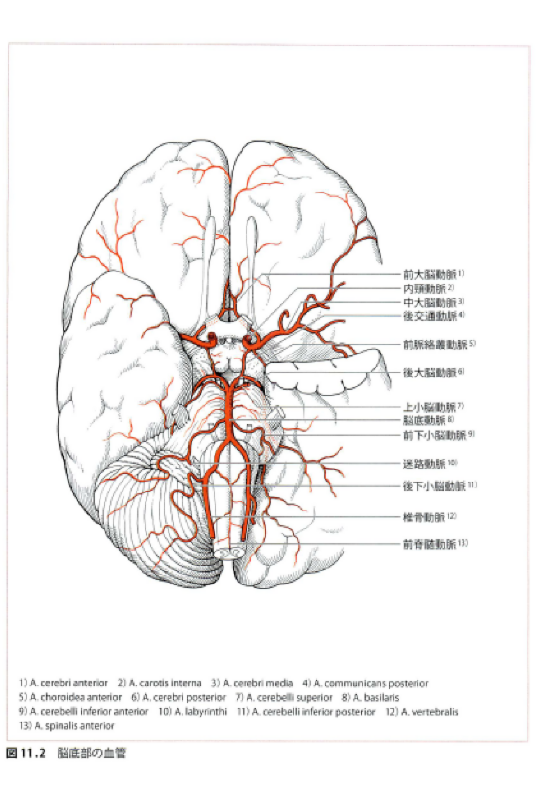 脳底の動脈.png